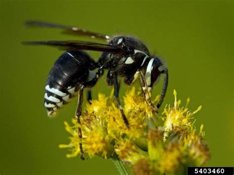 Check spelling or type a new query. Hornets | Texas Apiary Inspection Service (TAIS)