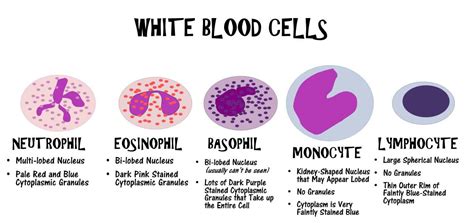 Dark Pink Red And Blue Purple Medical Anatomy White Blood Cells