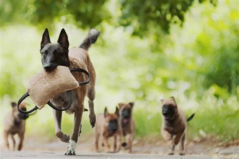 Malinoy in the us and malinwah in europe. Belgian Malinois: Smart dogs often used for police or ...