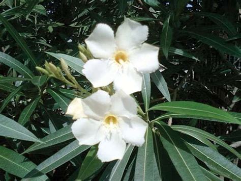 Oleander Poisoning A Preventable Illness The Horse