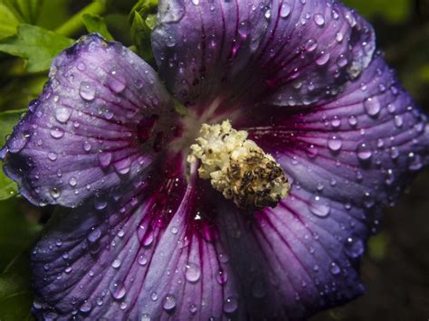 We did not find results for: Hibiskus-Hecke: Schneiden, Pflanzen & Co. - Plantura