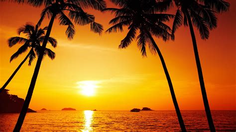 Beach Sun Caribbean Sea Palm Tree Orange Sky Afterglow Sky