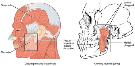 Sphenoid Bone The Definitive Guide Biology Dictionary