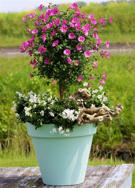 44 Best Shrubs For Containers Best Container Gardening Plants