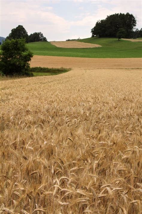 Campo Di Grano Con Le Colline Fotografia Stock Immagine Di Orzo