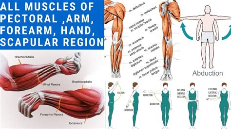 Origin Insertion Nerve Supply Action Of All Muscles Of Upper Limb Easiest Explanation