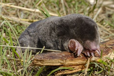 Shrew Mole Animals Happen Wildlife Control