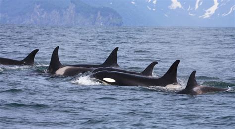 Killer Whales Engage In Cross Species Vocal Learning
