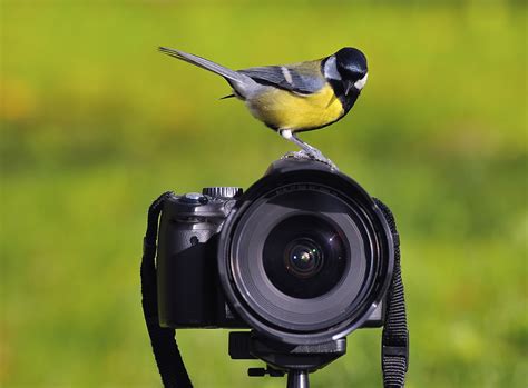 6 More Amazing Birding Shots To Motivate You