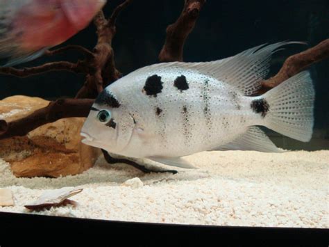 Vieja Argentea Silver Cichlid Freshwater Fish African Cichlids