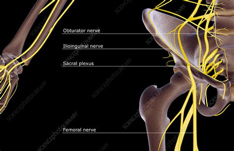 The Nerves Of The Hip Stock Image F0018544 Science Photo Library
