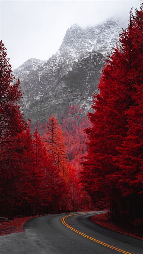Red Pine Trees 4k Wallpapers Hd Wallpapers Id 29812
