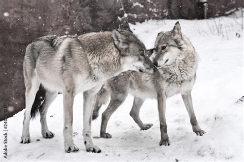 Happy Married Couple Of Wolves Together A Female Wolf And A Male Wolf
