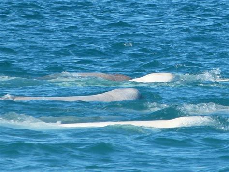 Canadasomerset Island Beluga Whales In Cunningham Inlet