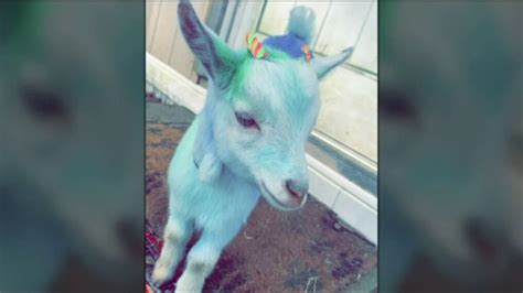 It Was A Prank Woman Facing Felony For Stealing Neighbors Goat