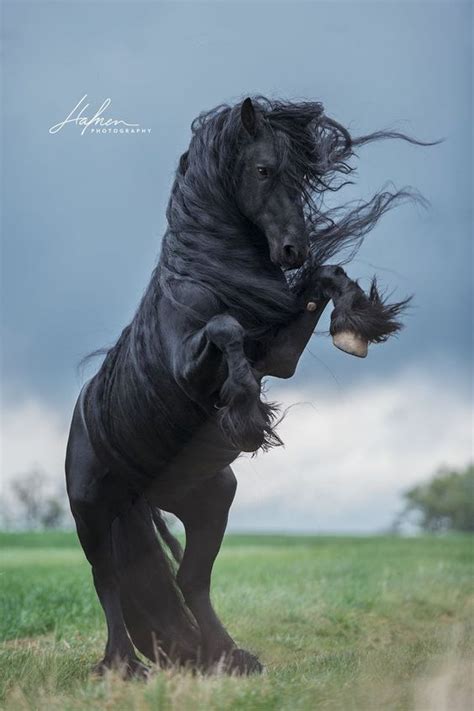 25 Horse Photography Tips Horses Beautiful Horses Friesian Horse