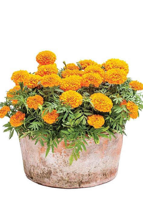 Asparagus fern fall flower pots fall flowers beautiful front doors house beautiful fall containers succulent containers fall planters autumn planter ideas. Sunny Marigolds | Fall container gardens, Fall containers ...
