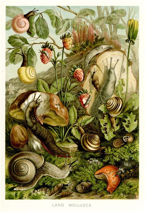 Scientific Illustration Scientific Illustration Botanical Art