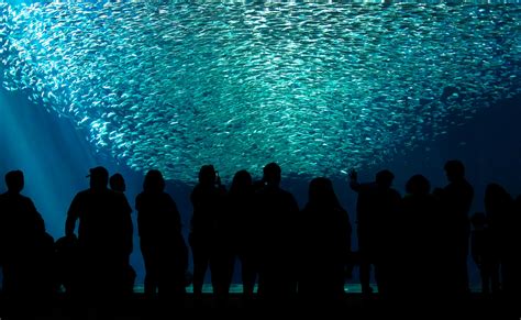 The Incredible Open Ocean Exhibit At Monterey Bay Aquarium R Aquariums