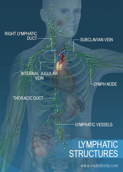 Which Of The Following Organs Does Not Contain Lymphatic Tissue