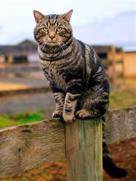 ᕈųяяʄᏋᏣɬ Ꮭ♡ⱴɛ Barn Cat By Krister Holladay In 2020 Cats And Kittens