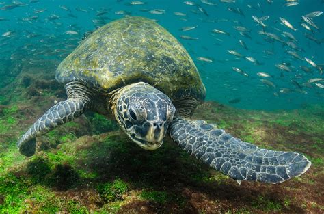 Galapagos Green Sea Turtle Underwater