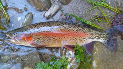 Free Images River Fly Fishing Montana Organism Cutthroat Trout