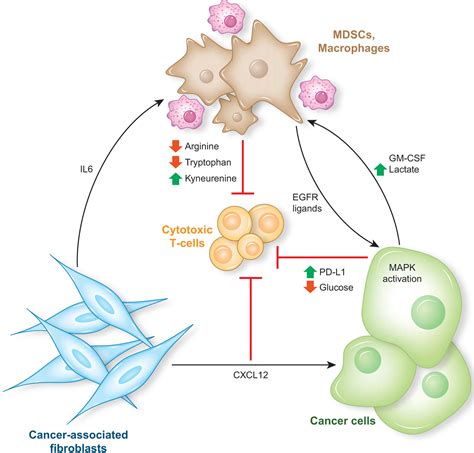 Tumor Cross Talk Networks Promote Growth And Support Immune Evasion In