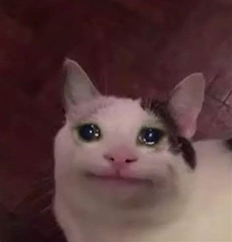 Sad Cat Crying Eyes Meme Its Meme Cats