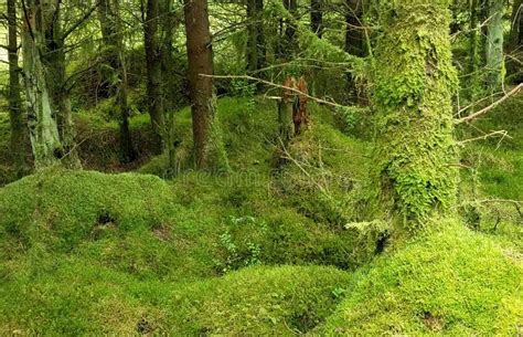 Mossy Forest At An Creagan County Tyrone Northern Ireland Stock Photo