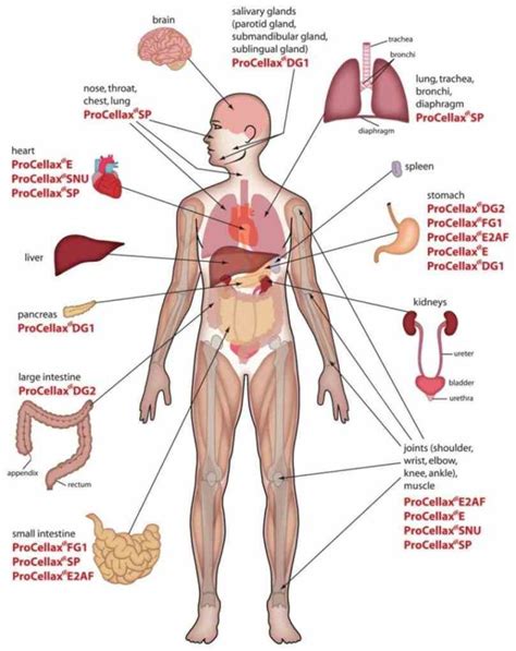 Models Of All Systems Anatomical Diagram Of Inside Human Body Diagram