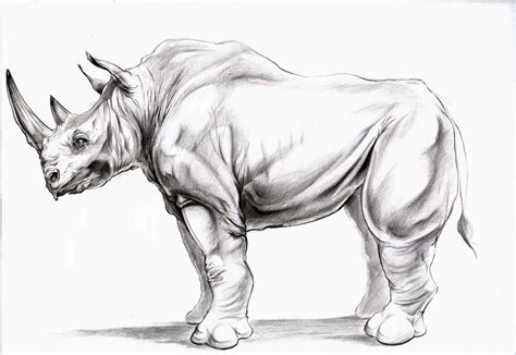 Animal Drawing Rhino Side View Animal Drawings Animal Art Animal