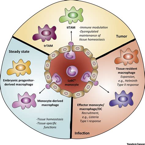 Ontogeny Of Tumor Associated Macrophages And Its Implication In Cancer