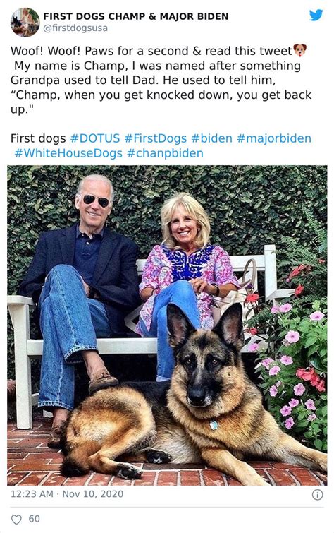 First dogs major and champ were sent back to the biden family home in wilmington, delaware first dogs champ and major biden are seen on the south lawn of the white house.afp via getty images. desymbol: Joe Biden's Dogs Have Social Media Accounts And The Content Is Wholesome