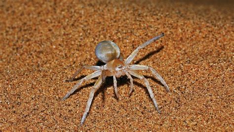 A camel spider screams while running after and attacking humans, or so the story goes but here are the facts. Namib desert spiders - a photo essay - Travel News Namibia
