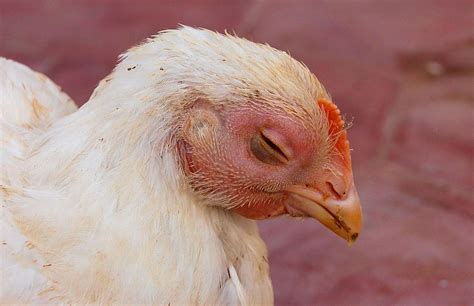 Eye Infections In Chickens 12 Causes And Treatments Chicken Fans