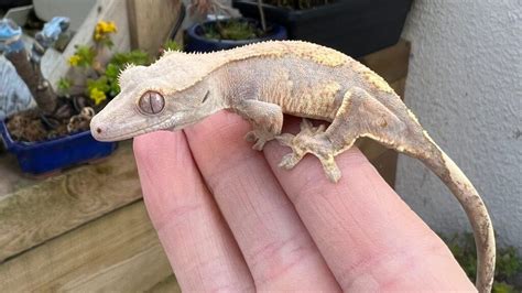 6 Rarest Crested Gecko Morphs In The World Pet Engineers