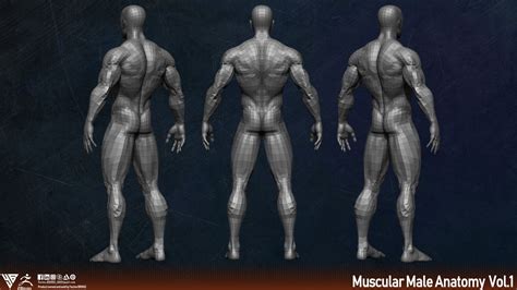 Artstation Muscular Male Anatomy Human Base Mesh Resources