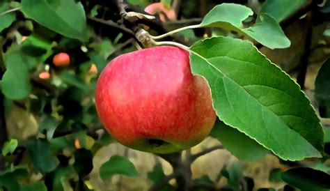 Winesap Apple Tree For Sale Winesap Stayman Apple Peaceful