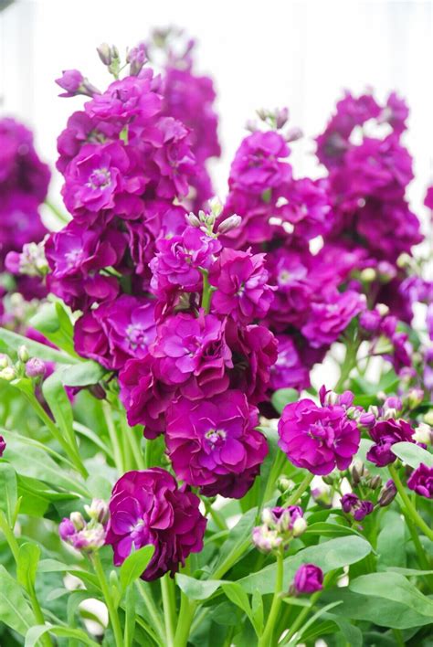 Stock Giant Imperial Mixed Seeds Flower Garden Cottage Easy Grow Border