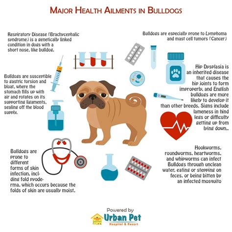 Calaméo Major Health Ailments Faced By Bulldog