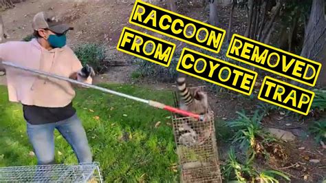 Raccoon Caught In A Coyote Trap And Removed With Snare Pole Woodland