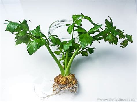 Regrowing Celery From Stalks In The Fridge Regrow Romaine Lettuce