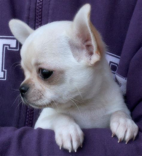 Chihuahua Chihuahua Puppies Super Cute Puppies Chihuahua Love