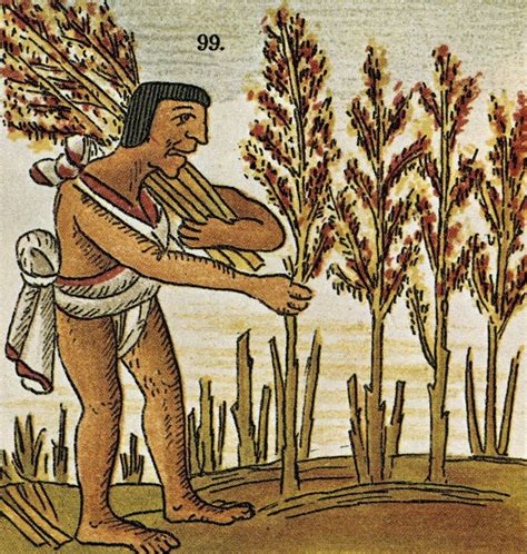 Amaranth With Lots Of Recipes In Russian Though Aztec Ancient