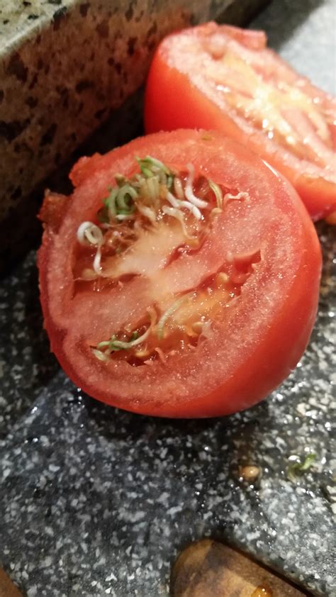The Seeds In This Tomato Started Sprouted And Started To Grow Inside