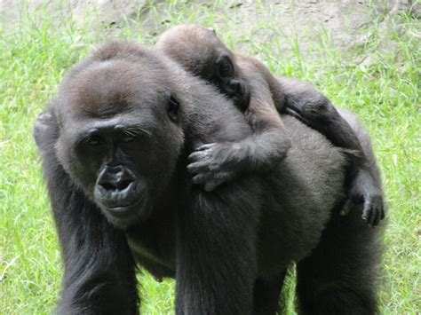 Mama And Baby At Zoo Atlanta Ga Atlanta Zoo Gorilla