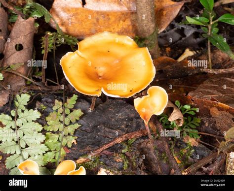 Hongo De Poliporo Polyporus Guianensis En El Suelo De La Selva