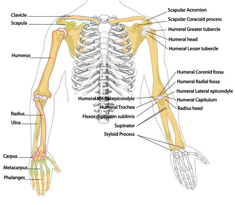 Bones have many shapes and sizes and are important to add structure to the body and protection to the vital structures. Christine Treadwell / Anatomy and Physiology