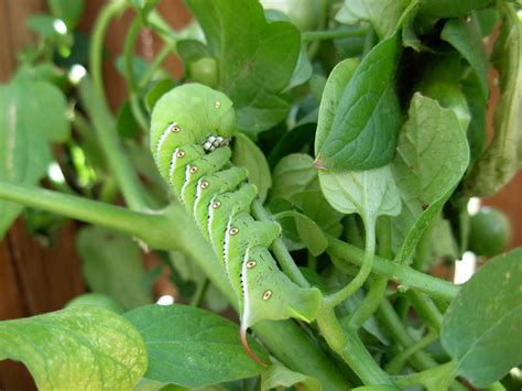 Dscn0055 Tomato Tobacco Hornworm Caterpillar Angelina Flickr